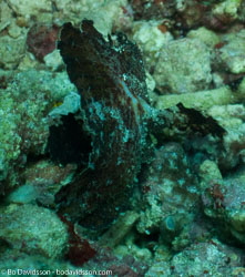 BD-090920-Bunaken-9203357-Taenianotus-triacanthus.-Lacepède.-1802-[Leaf-scorpionfish].jpg